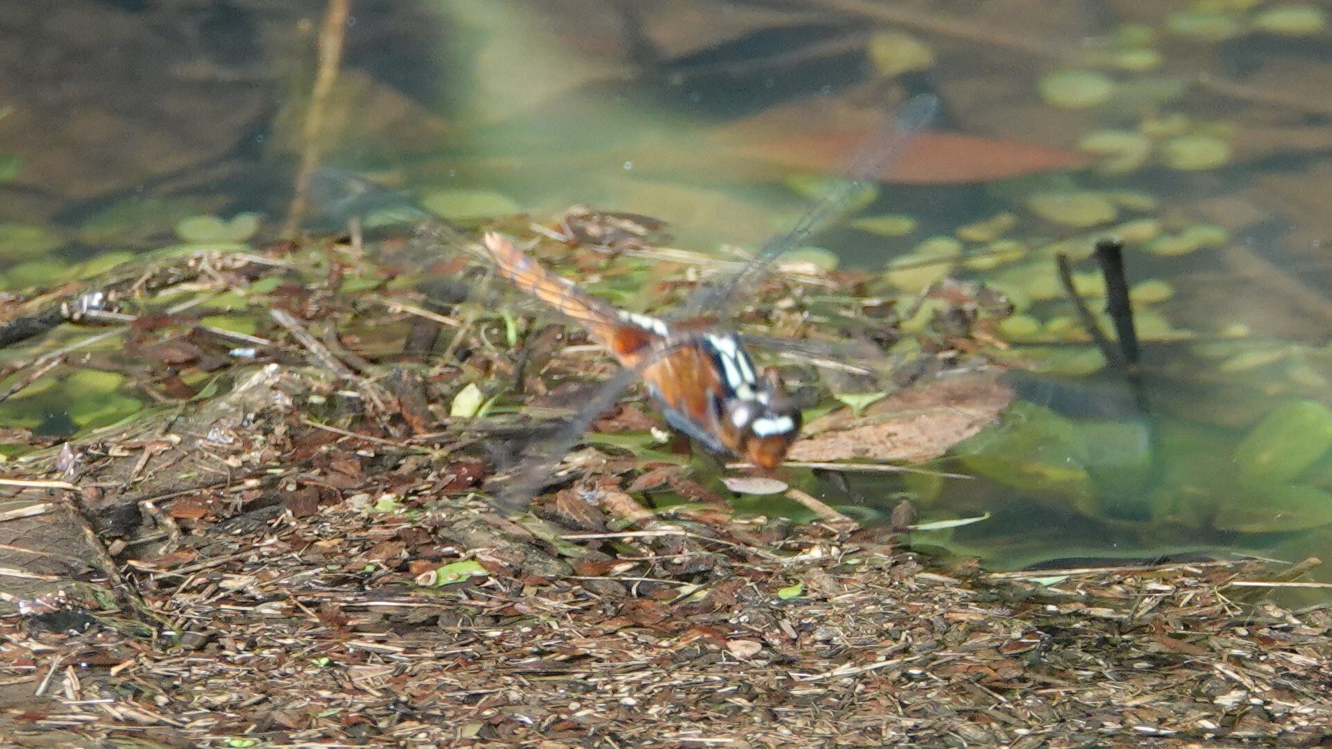 Rufous Marsh Glider
