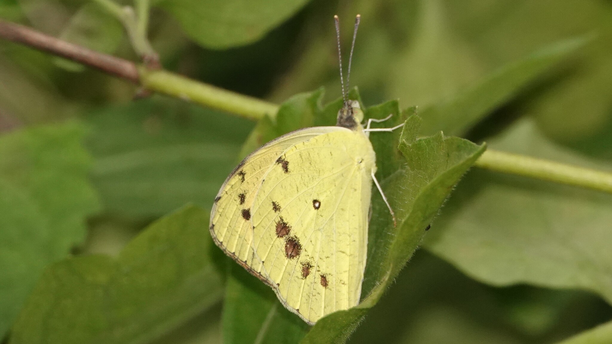 White Orange-Tip