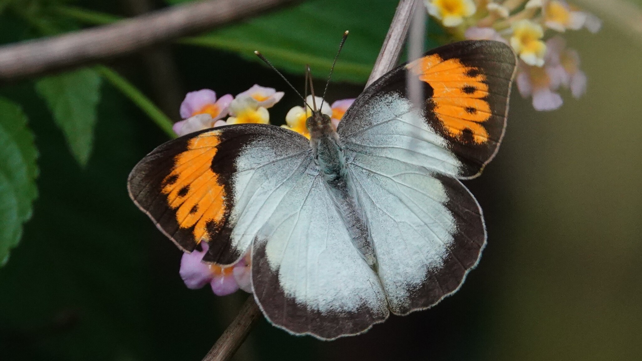 White Orange-Tip
