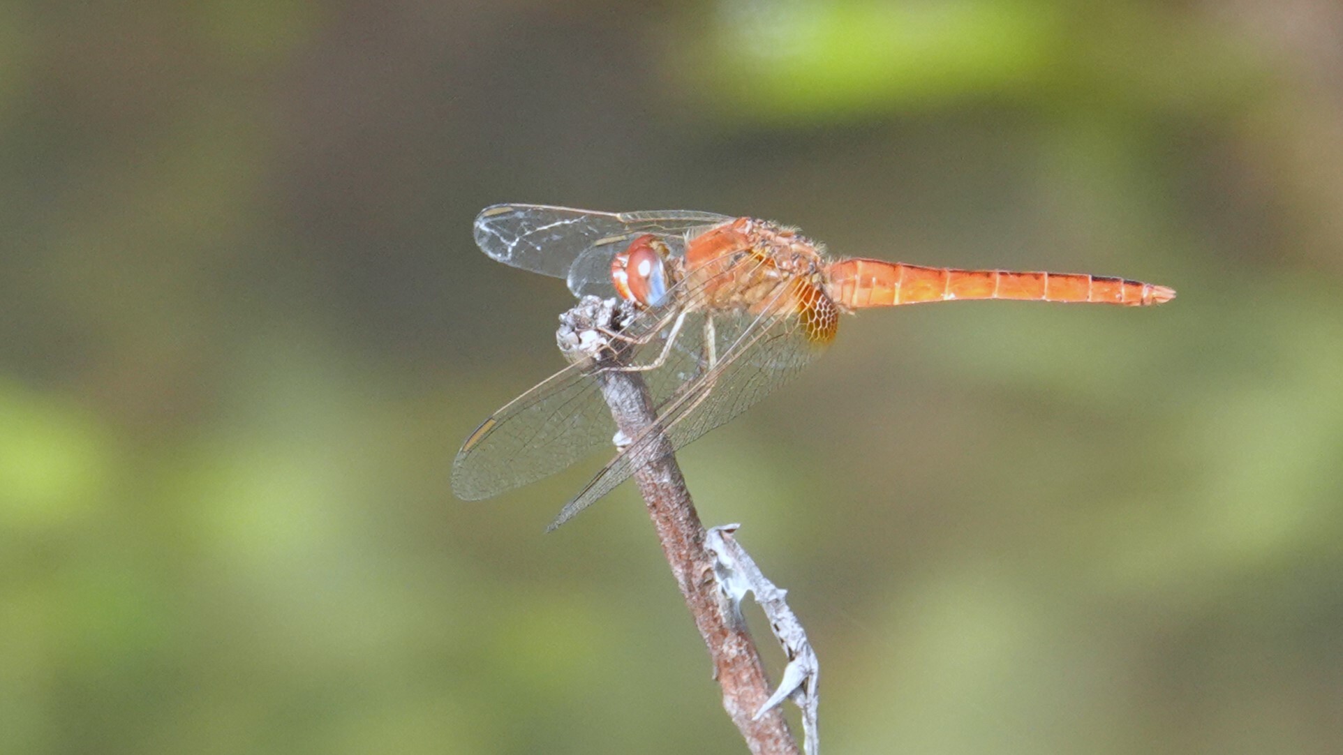 Scarlet Skimmer