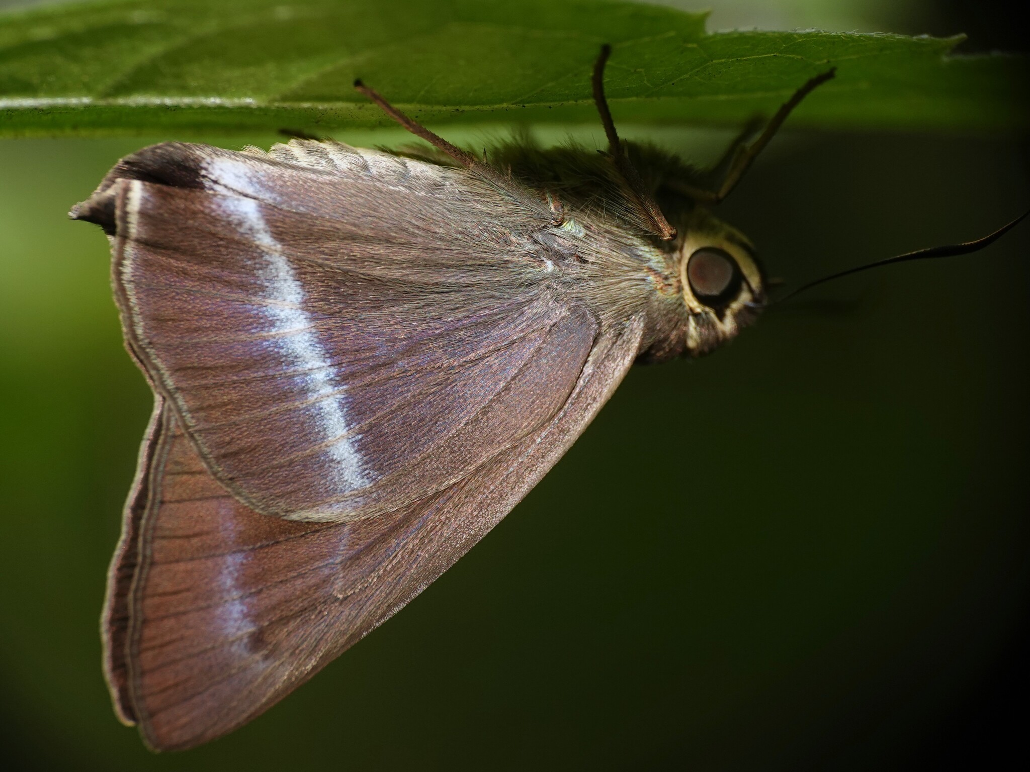 Common Banded Awl