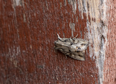 Lithophane disposita