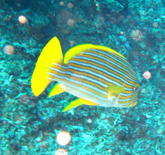 Plectorhinchus polytaenia