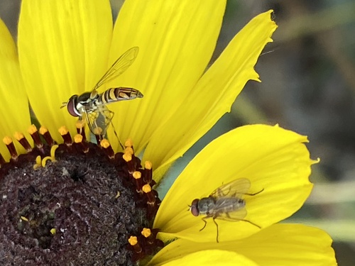 iNaturalist observation photo of Flies