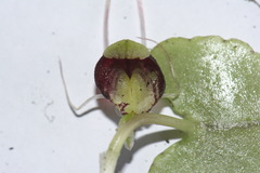 Corybas hypogaeus