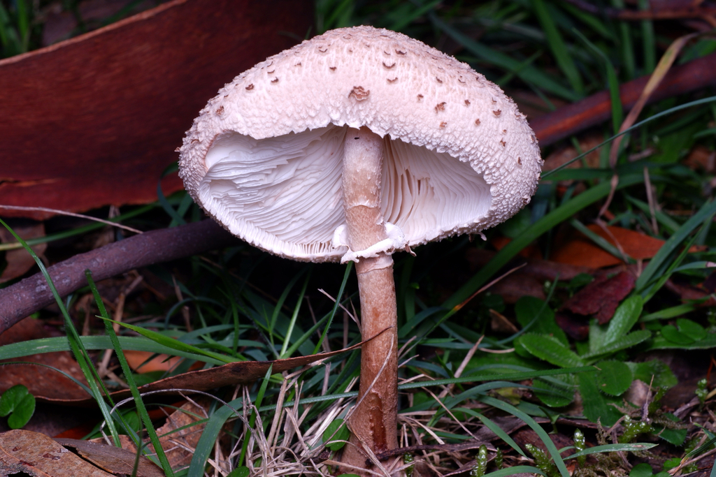 Macrolepiota clelandii · June 2025 · photo: © celadonfern (iNaturalist, cc-by)