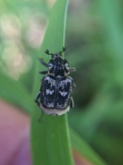 Valgus hemipterus