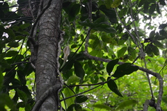 Philodendron tripartitum