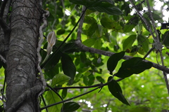 Philodendron tripartitum