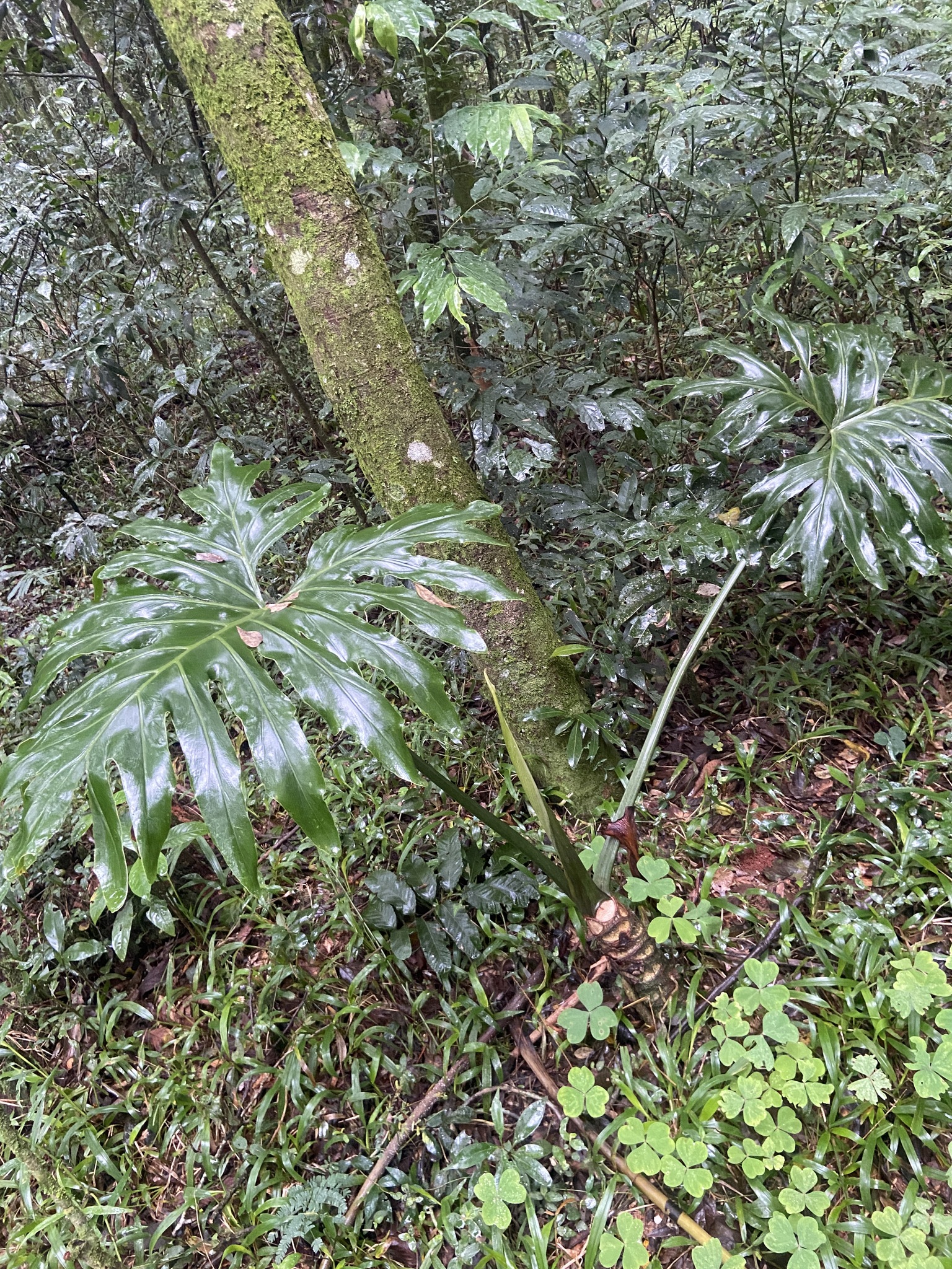Thaumatophyllum bipinnatifidum