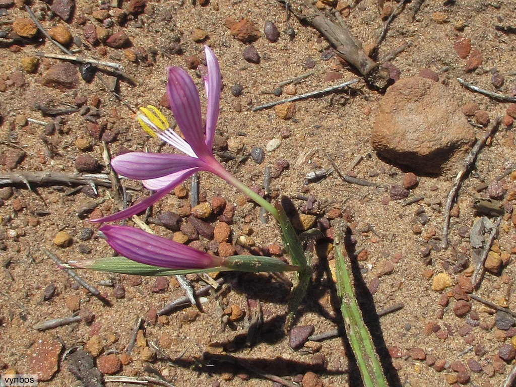 Geissorhiza schinzii, Southern Haweqwa Mountains near Rawsonville