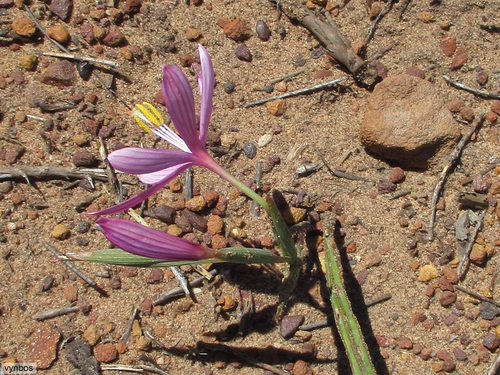Geissorhiza schinzii