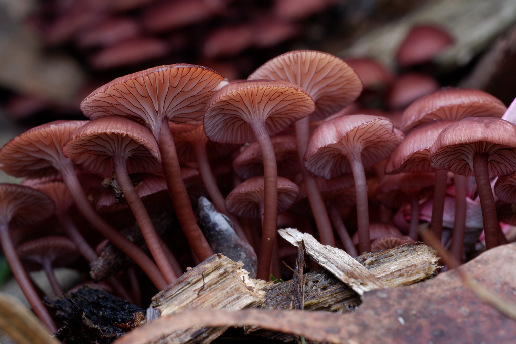 Mycena kurramulla · June 2025 · photo: © celadonfern (iNaturalist, cc-by)