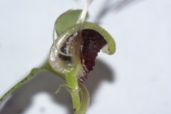 Corybas hypogaeus