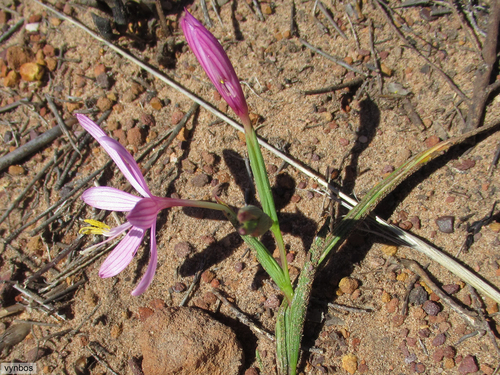 Geissorhiza schinzii
