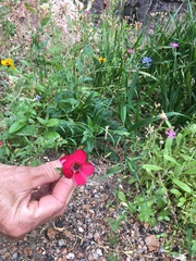 Linum grandiflorum