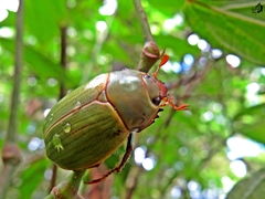 Pelidnota aeruginosa