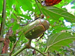 Pelidnota aeruginosa