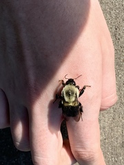 Bombus impatiens