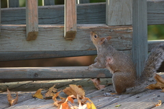 Cuterebra emasculator