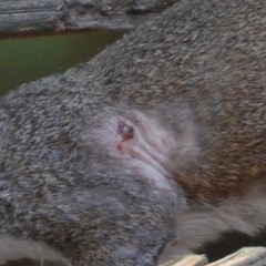 Cuterebra emasculator