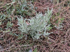 Artemisia cana