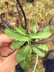 Crepis conyzifolia