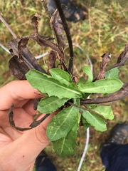 Crepis conyzifolia