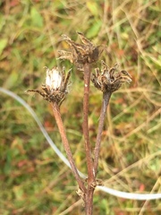 Crepis conyzifolia