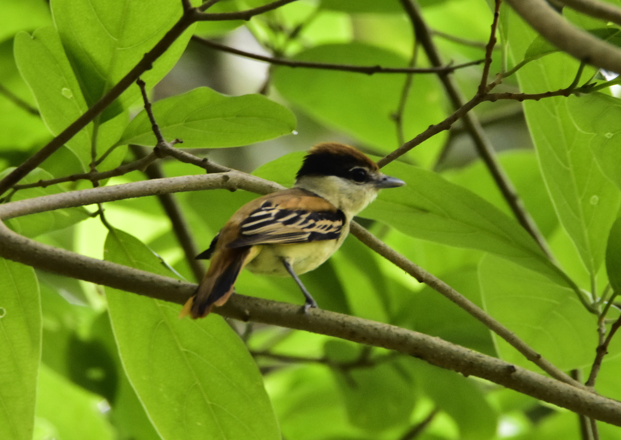 Grey-collared Becard (Pachyramphus major), photo 1