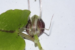 Corybas hypogaeus