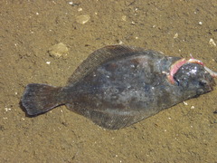 Paralichthys microps