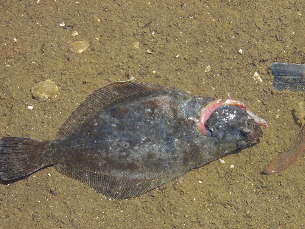 Small-Eyed Flounder