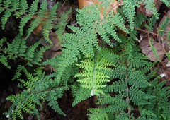 Myriopteris lendigera