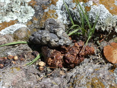 Bassariscus