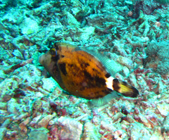 Cantherhines fronticinctus