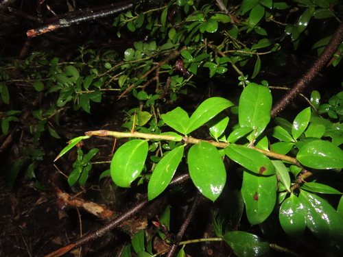 Archidasyphyllum diacanthoides, photograph 1