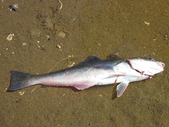 Eleginops maclovinus