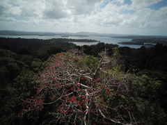 Cavanillesia platanifolia