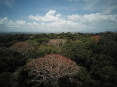 Cavanillesia platanifolia