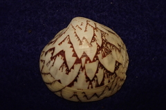 Lioconcha castrensis