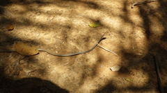 Chironius flavolineatus