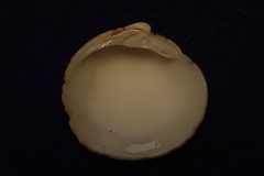 Lioconcha castrensis