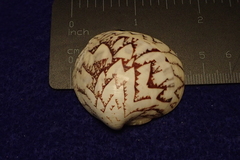 Lioconcha castrensis