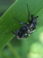 Valgus hemipterus