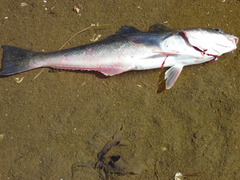 Eleginops maclovinus