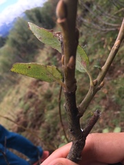 Salix appendiculata