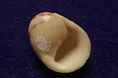 Nerita polita