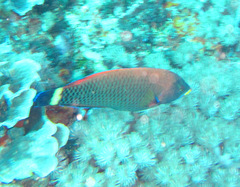 Pseudodax moluccanus