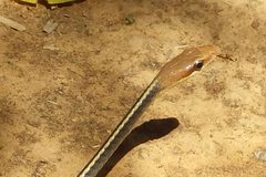 Chironius flavolineatus